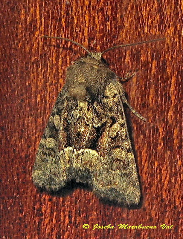 Oligia latruncula - Noctuidae? Oligia sp.